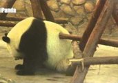 Fussy Panda Finds It Hard to Scratch His Back