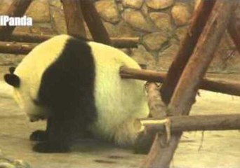 Fussy Panda Finds It Hard to Scratch His Back