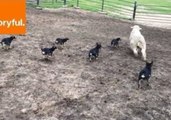 Working Kelpie Pups Herd Sheep