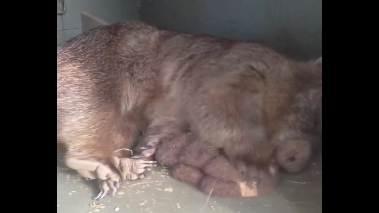 Diesem wombat wurde depression diagnostiziert