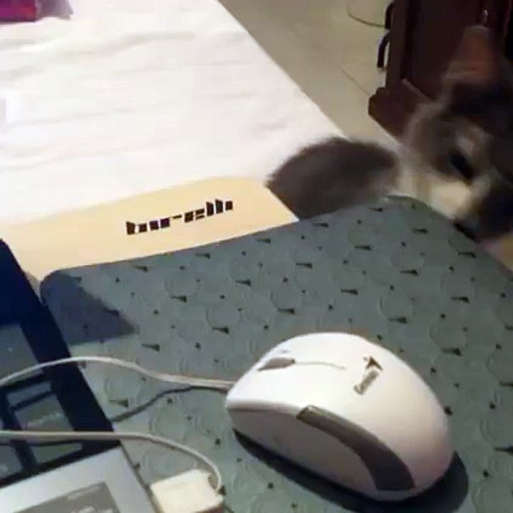 J'ai tué une souris