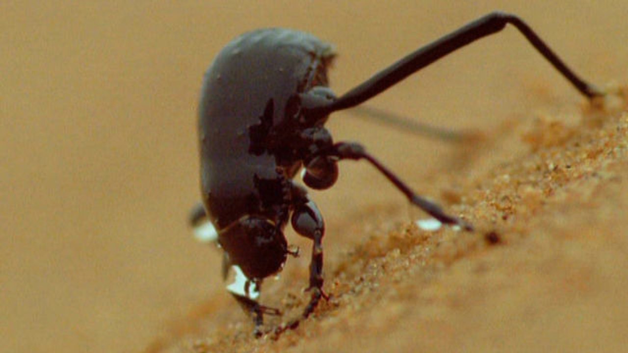 Think Like a Tree - Can Namib Desert Beetles Help Us Solve Our Drought Problems?
