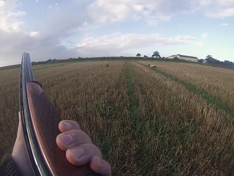 setter fibi daya arret sur des perdreaux