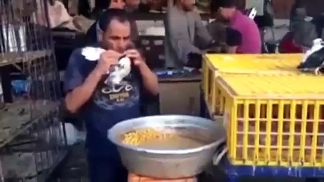 Street Vendor From Morocco Has A Weird Way Of Adding Weight To His Pigeons!