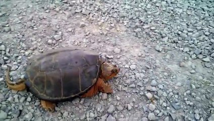 Cute Turtle attacked man who played with her