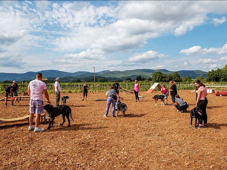 CAC 83 éducation canin