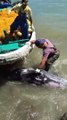 Un dauphin terrifié et épuisé demande de l'aide