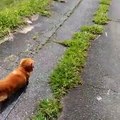 Réaction d'un chien quand son maître fait une chute