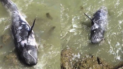 Scared Dolphin Tries To Escape Slaughter | What's Trending Now