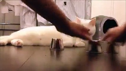 inteligent cat...must watch