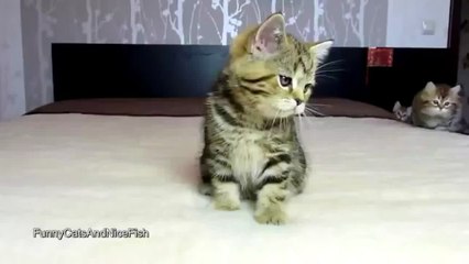 Christmas funny cat dancing ever- HD clip