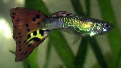 Самец гуппи с красным хвостом