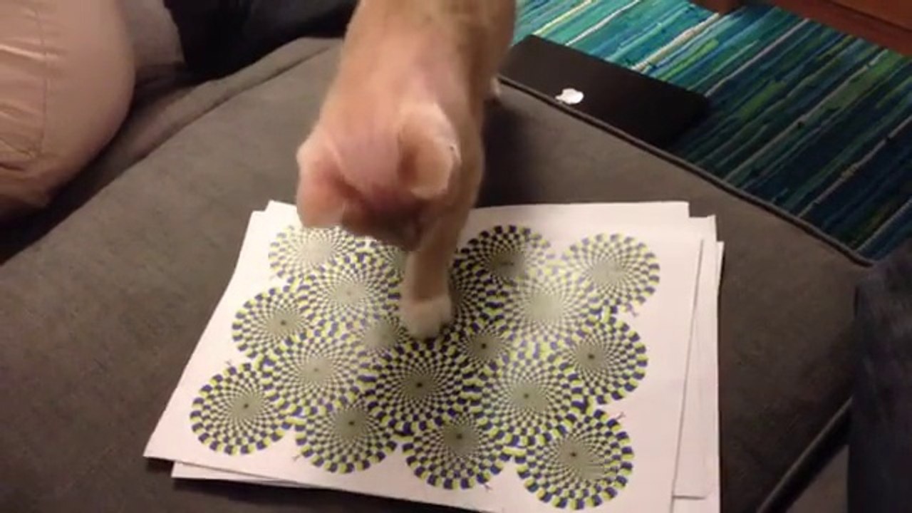 Cat vs Illusion