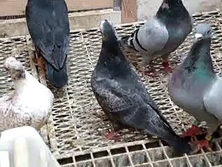 sonrası ku00fcmes video www.guvercinurfa.com / post ku00fcmes video www.guvercinurfa.com