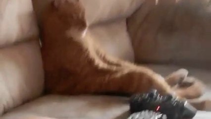 Cat Watching Slayer