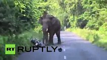 Rampaging elephant disrupts traffic, chases biker in India