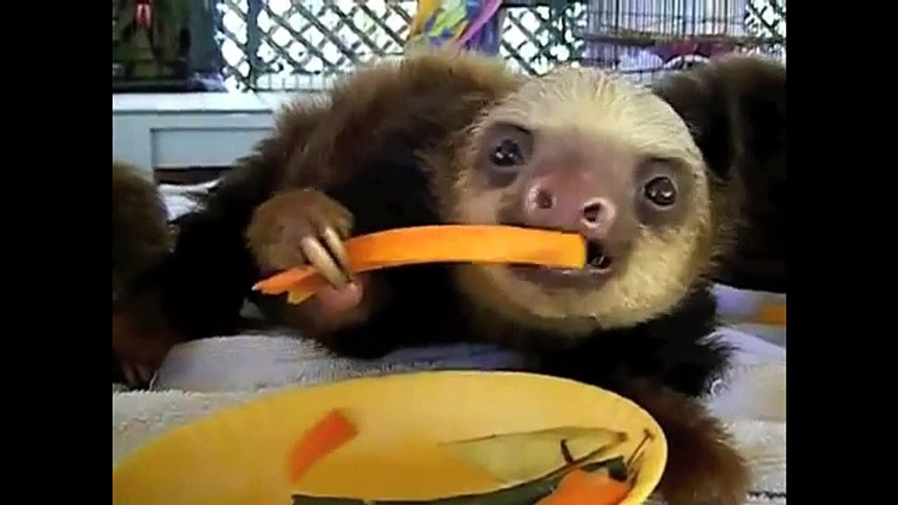 Funny and Cute Animals Compilation