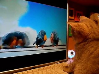 Как котенок смотрит мультик )