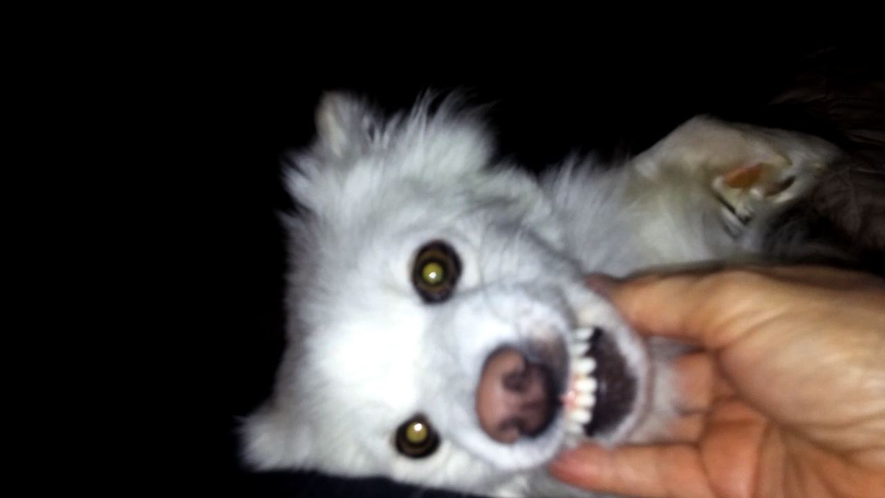 This Dog Purrs Like A Cat