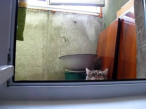 Кот следит за тобой!