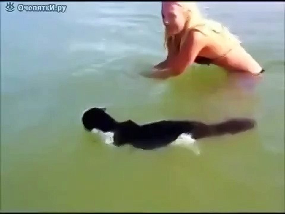 Умелый кот!