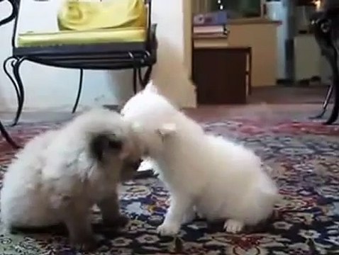 Это Самые Милые Котята В Мире!