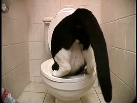 Твою мать! Кот срёт в унитаз!