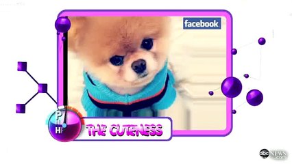 Кошка Ксения покорила Интернет