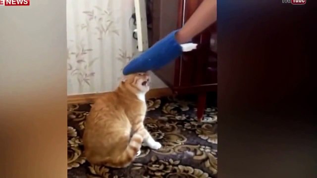 Не надо злить КОТА, у вас не будет спасения.