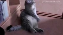 Няшка!!! Котик Просит Кушать!!! Милашка!!!