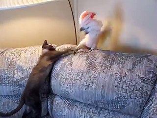 Кот Тишка VS попугаиха Пебл окончание боевых действий!