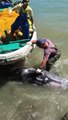 Terrified Dolphin Throws Himself At Man's Feet To Escape Hunters