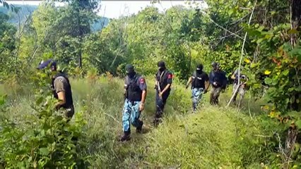 Polícia da Albânia destrói mais de 650.000 plantas de cannabis