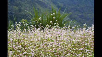 Hà Giang mùa Tam giác mạch nở !