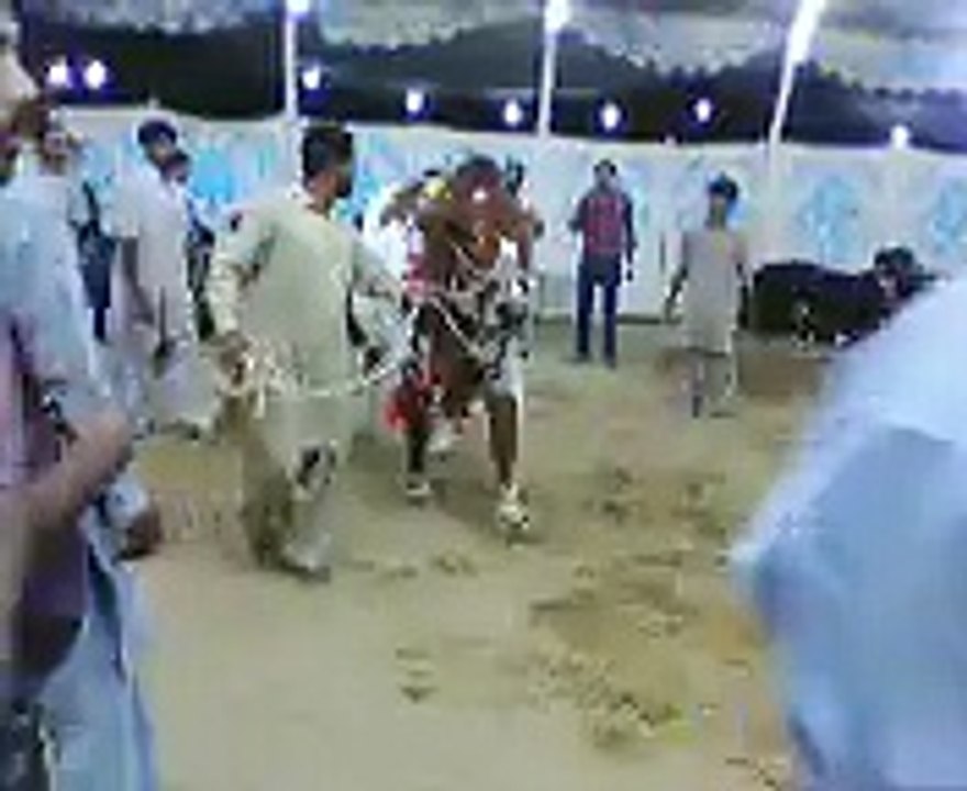 Biggest TWIN bulls for bakra eid