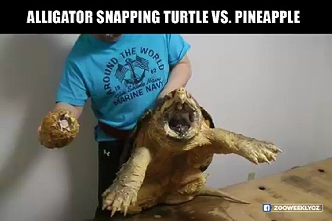 Power of a Turtle - Cracking Pineapple