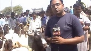 Expensive Bakra - Live Reporting from Bakra Mandi Badin