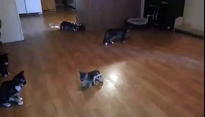 Clark, le superchaton à roulettes. Découvrez Clark en train de jouer et de chasser sa propre queue !