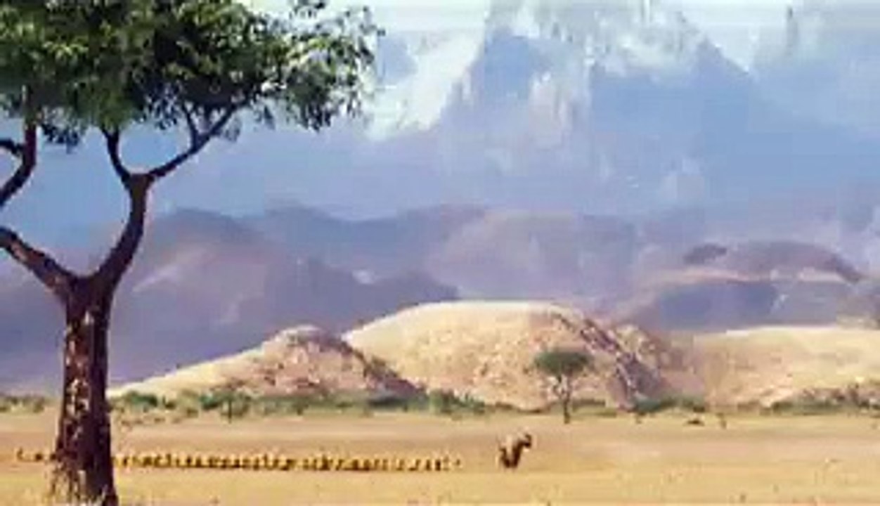 funny videos