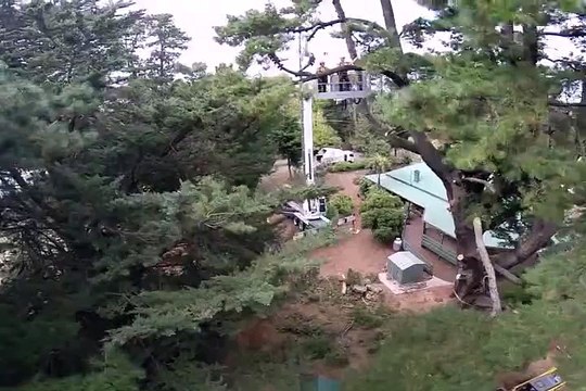 Professional Tree Services in Northampton From The Leader in Tree Removal