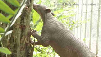 La osa 'Cholita' encuentra otra oportunidad, lejos de la crueldad humana