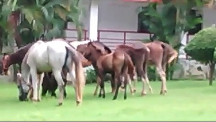 Crazy Horse Grazing Video