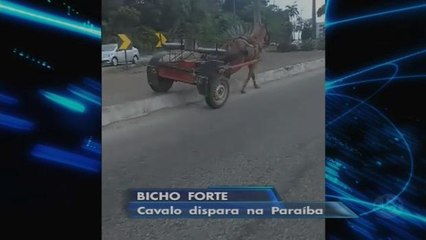 Cavalo dispara com carroça em movimentada avenida de João Pessoa