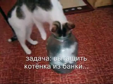 Достанет ли кошка котёнка из банки?!