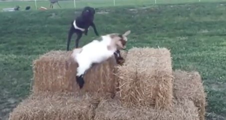 Des chèvres font du parkour