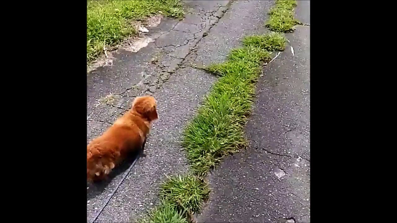 Non le chien n'est pas le meilleur ami de l'homme... Pas celui-ci en tout cas!