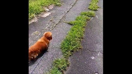 Non le chien n'est pas le meilleur ami de l'homme... Pas celui-ci en tout cas!