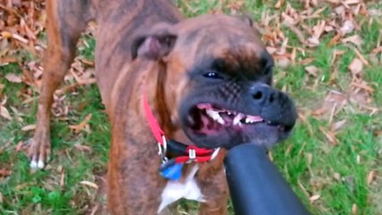 Dogs and Leaf Blowers in Slow Mo