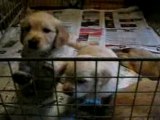 Chiots Golden Retriever LOF 6 Semaines