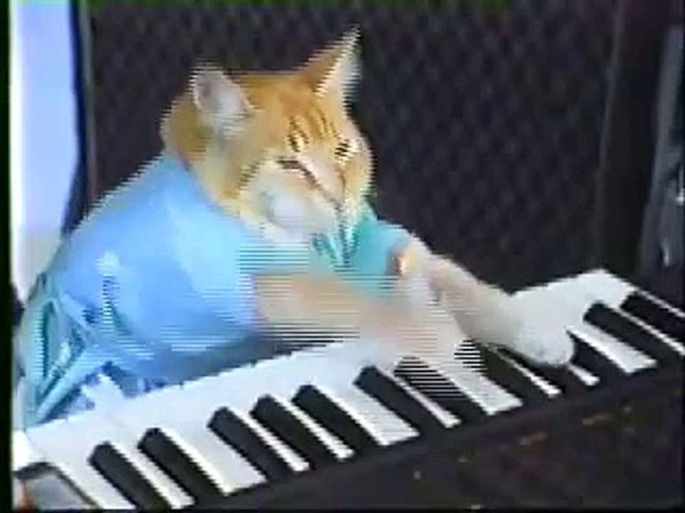 Кот пианист!